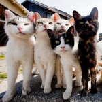 Kedi Çetesi KRM