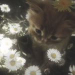 > Cat Country <