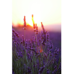 Sunset Lavender