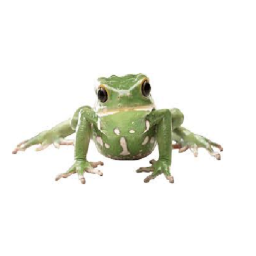 National Frogs Hangout