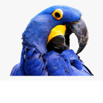 The blue Macaw fan group!