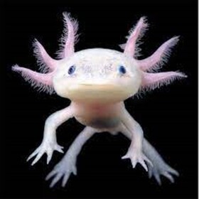 THE AXOLOTL GAME