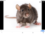 Dummy thick rat group