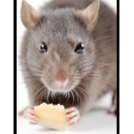 Rats And Dogs Will Win Together