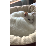 Pan pan fans / cat fans