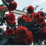 G o o d - v i b e s