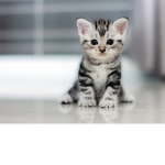 GATTI IN AZIONE <3