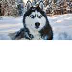 THE COOL HUSKY BOIS