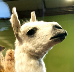 Llama Dev Studio