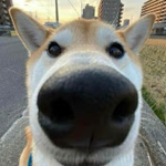 quwhsdbjsolkxzl