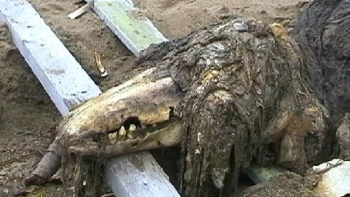 Survive SCP 682 the killer!