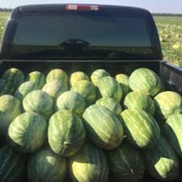 watermelon kingdom