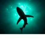 Shark Family (Shark Fam)