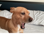 ITZ EL PEP