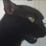 Mehoy Noy