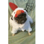 Pugs eating rugs and chicken