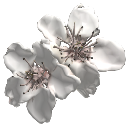 White Sakura Flower