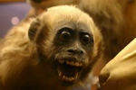 true monkey