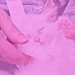 🎀 .⋆꒰🐥꒱⋆. ☆★ 🌟