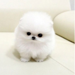 littydogsLKG