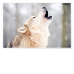 wolf's sing
