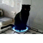 el mundo de gatitos :3