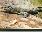 Animal_army_kindom