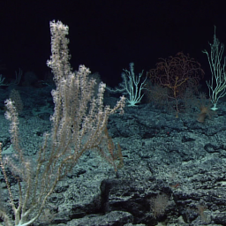 The bottom of the sea...