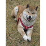 The Doge Squadren