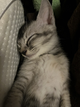 ねこ好きな人グループ Group Thumbnail