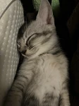 ねこ好きな人グループ Group Thumbnail