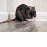 The rat’s squad