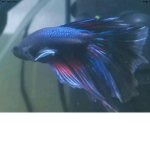 Welcometoroblux