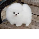 Team Teacup Husky :3