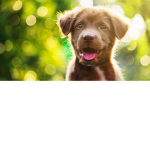 Barney giveaway