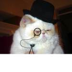 Cool Cats News