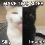 Bored Hoomans
