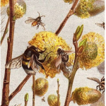 The HoneyCombe