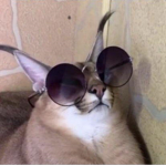 uhhuu ## u uhuuhuuhuuhuuhu what dog do