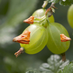 Gooseberry Legion