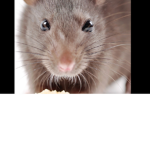 Rats rule!!