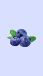 Blueberry Flowers 5433