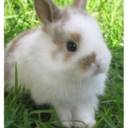 Bunny Place Hangout and Roleplay!
