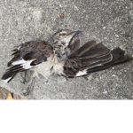Dead bird and yes