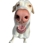 Thesmartdogsquad