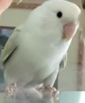 Chuckyboss