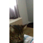 Les fan des Chaton trop mignon :D