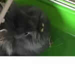 Pebbles the crazy bunny