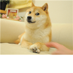 The Doge Order