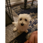 Macy puppy